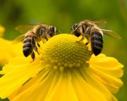 MTSZ: összegyűltek a magyarországi aláírások a méhek megmentését célzó európai kezdeményezéshez