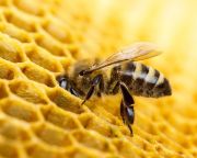 Agrármarketing Centrum: a méhektől függ az élelmiszerellátás jövője