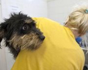 Nébih: lejárt a kutyák veszettség elleni oltására adott türelmi idő