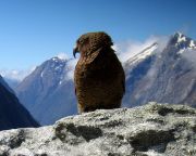 Az ember elől költözhetett a hegyekbe Új-Zéland híres papagájfaja, a kea