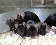 Egészséges egerek születtek kozmikus sugárzásnak kitett spermából
