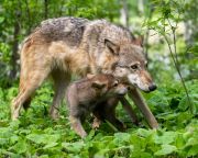 A wisconsini szürke farkasok egyharmadát kiirtották, miután megszűnt a védettségük