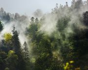 Több fa ültetése növelheti a csapadékot Európában