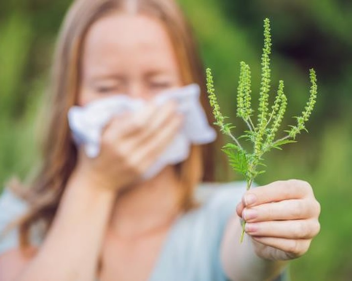 NNK: virágzás előtt a parlagfű, már júliusban allergiás tüneteket okozhat