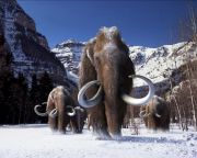 Kétszer is körbesétálhatta volna a Földet élete során egy ősi gyapjas mamut