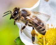 Egyre nagyobb az érdeklődés az egyetlen horvátországi méhhotel iránt