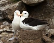 Elválnak az albatroszpárok az óceánok felszíni hőmérsékletének emelkedése miatt
