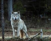 Kihalt a norvég farkas