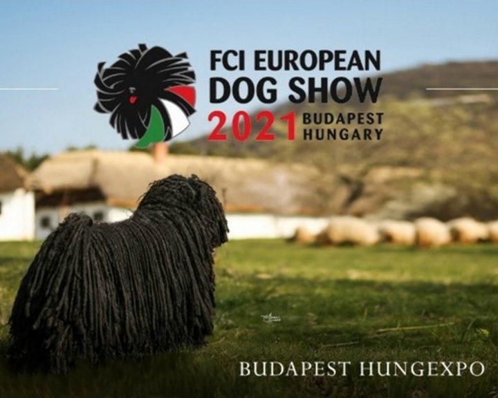 December végén rendezik meg az FCI Európa Kutyakiállítást Budapesten