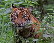 A vízierőművek gátjai miatt csökken a tigrisek és jaguárok száma