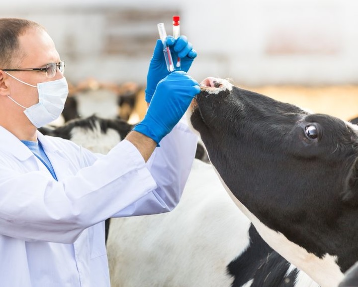 A Nébih antibiotikum-bejelentőrendszert indított az állatorvosoknak és a nagykereskedőknek