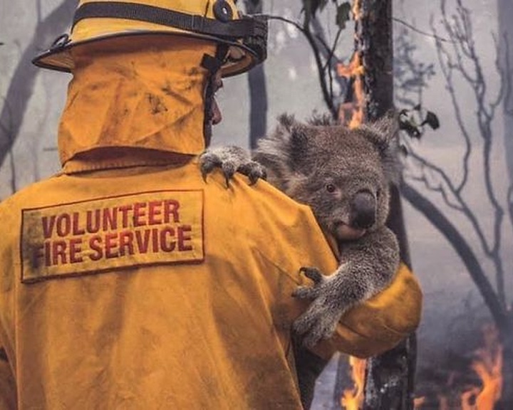 Veszélyeztetetté nyilvánították a koalát