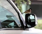 A saját tükörképüket támadó madarak védelmére hívják fel a figyelmet a természetvédők