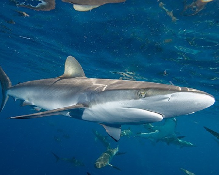 Veszélyeztetett cápafaj maradványait találták meg kutya- és macskaeledelben