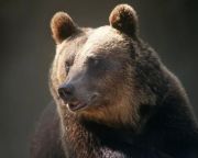 Befogták a veszélyeztetett appennini barnamedvét, amely betört egy pékségbe