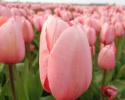  Megnyílt a tulipános kert Mórahalom határában