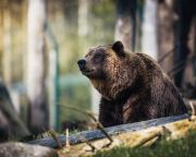 Romániában életbe lépett a medvék preventív kilövését is lehetővé tevő miniszteri rendelet