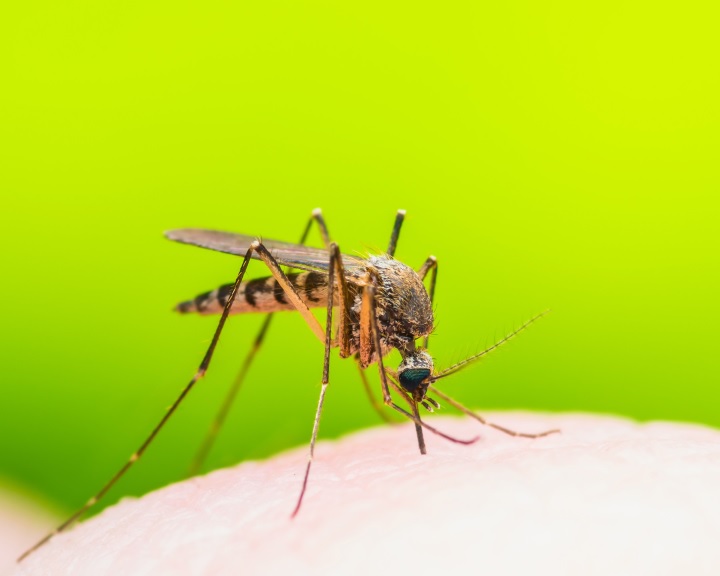 Indul az országos szúnyoggyérítési program