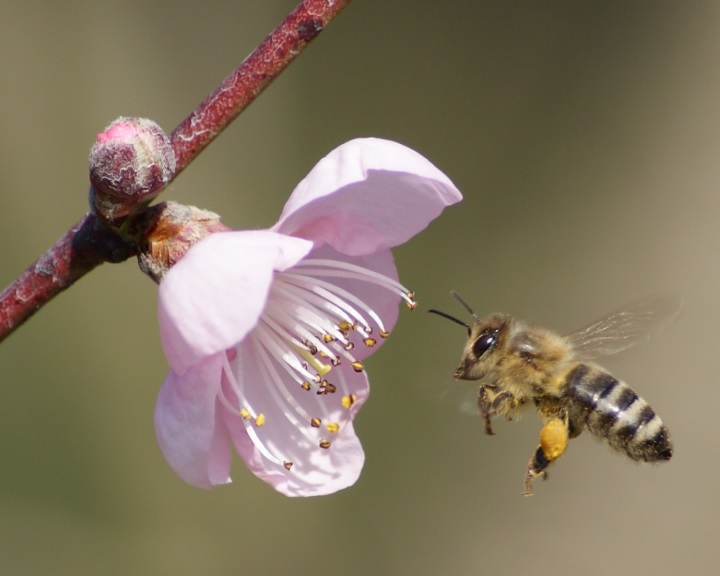 Együttműködési megállapodást kötött a Sió és a méhészeti egyesület