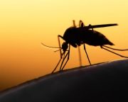 Húszezer hektáron folytatódik a szúnyogok elleni védekezés