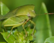 Inváziós rovarfajok feltérképezésében kéri a lakosság segítségét az Agrártudományi Kutatóközpont