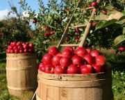 Fruitveb: rendkívül gyenge lehet az idei almatermés