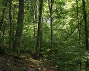 A Mecsekerdő fenntartható módon, felelősen kezeli a rá bízott erdőket