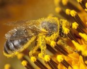 AM: Magyarország méz- és méhszerető agrárország