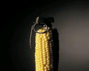 Újabb bizonyíték, hogy a GMO-k meddőséget okoznak