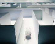 Patkányok álmát alakították át az MIT kutatói