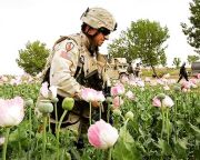 Ritkítja az afgán erőkkel közös akcióit a NATO