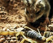 Született gyilkos: a déli prériegér skorpióra vadászik