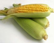 GMO-botrány: ki nyerhet a betárcsázással?