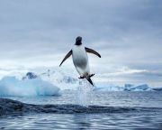 Az úszáshoz való alkalmazkodás miatt nem tudnak repülni a pingvinek