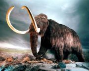 Képesek vagyunk egy mamut klónozására?