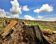 Az állandó erdőirtással magunknak is komoly károkat okozhatunk