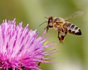 Biológiai robotpilótával landolnak a méhek