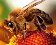 Nincs elég méh a növények beporzásához az európai országok többségében