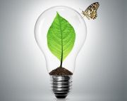 Növényekből nyertek ki elektromos energiát
