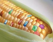 A Bizottság dönt a génmódosított kukorica engedélyezéséről