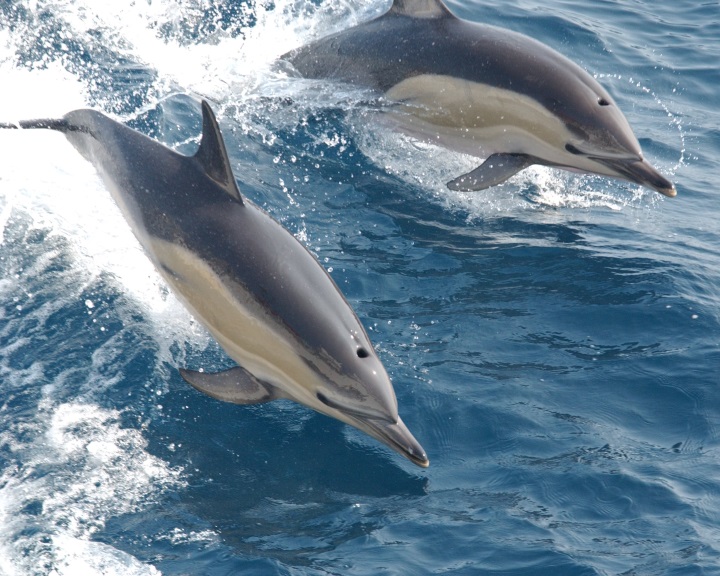 A delfineknek is vannak közösségi hálóik