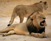 Amerikai vizsgálat a Zimbabwében megölt oroszlán ügyében