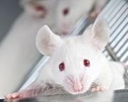 Egyetlen gén módosítása intelligensebbé teszi az egereket