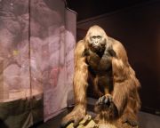 A Gigantopithecus kihalt, mert óriási volt és nem tudott alkalmazkodni