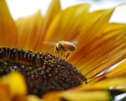 57 féle rovarirtószert mutattak ki az európai háziméhek szervezetében