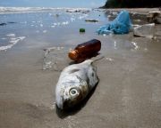 Úgy szoknak rá a halak a műanyagra, ahogy a tinik a gyorsételekre