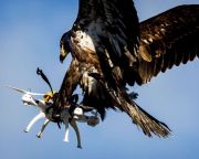 Sasokat vet be drónok ellen a holland rendőrség