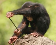 A vadon élő csimpánzok eszközhasználatra tanítják a kölykeiket