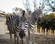 Negyedmillió látogatót fogadott a felújított Pécsi Állatkert