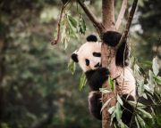 A pandák továbbra sincsenek biztonságban élőhelyük csökkenése miatt